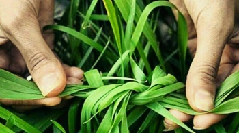 سیزده بدر و گره زنی سبزه