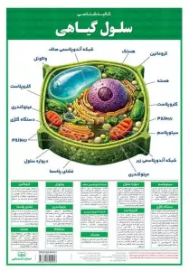 پوستر وایت بردی سلول گیاهی